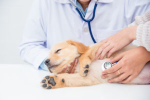 Puppy being examined by a veterinarian